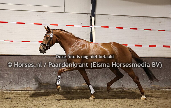 59 Bijoux Prinses (Bordeaux x Shikeria v. Scolar)