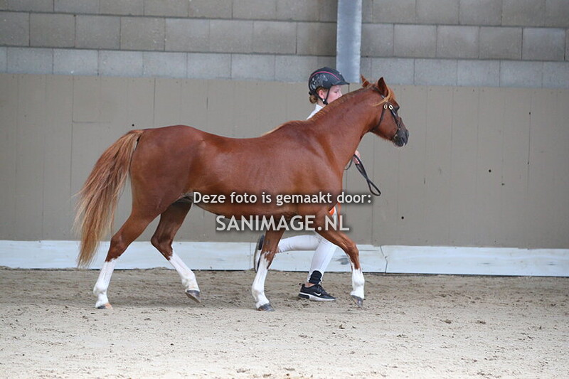NWPCS Centrale Keuring Houten 31-08-2024 Gebruikersrubrieken ochtend 