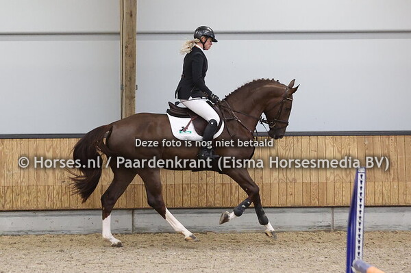 8 Wendall van't Merelsnest (Emerald van't Merelsnest x Kannan)