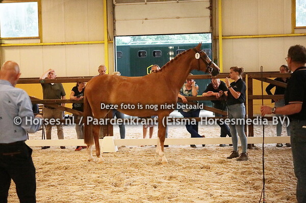 7 Orange Lily (Quaterhit x Varli v, Osmium)