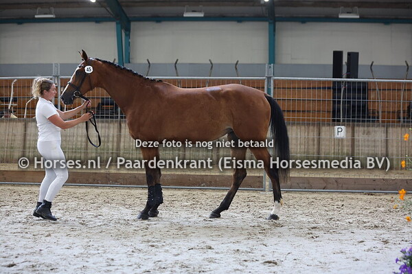 45 Silke (Carrera VDL x Loriona v. Quasimodo Z)