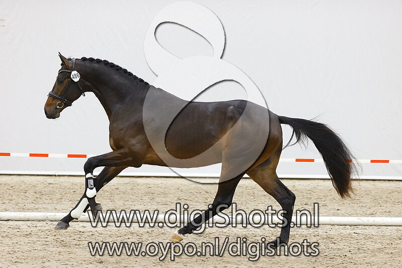 Nando JK v. Incognito