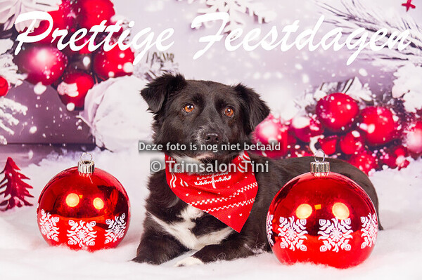 Kerst fotoshoot 2025