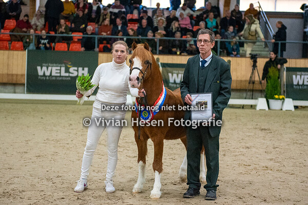 Stamboekhengsten sectie A