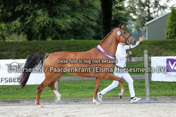 20-07-23 CK Gelderland dressuur oudere merries