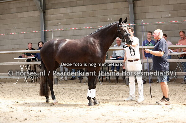 43 Samsam (Kjento x Dejanira v. Justiceirro)