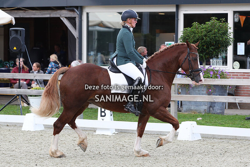 Nationale Welsh Sportdag 23-09-2023 Dressuur Ring 1 (13.00 - 15.30 uur)