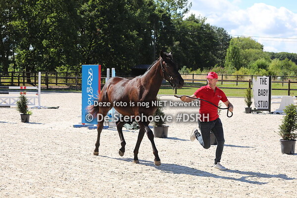 2. Vrouwelijke jaarlingen dressuur