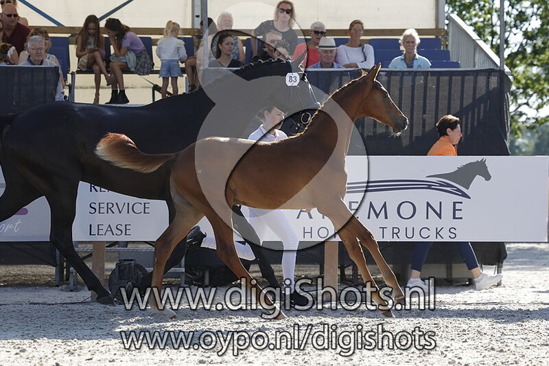 Thorsten ZB v. Lord Romantic