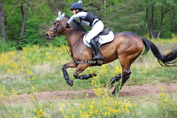 B Paarden + L Ponies