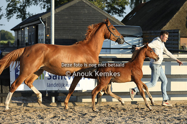 Umaha Newpeat JB ( Jenson van't Meulenhof x Gaspahr )