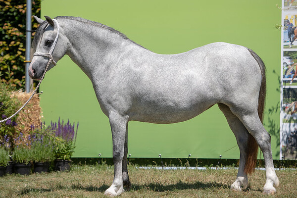 Regionale Keuring Putten