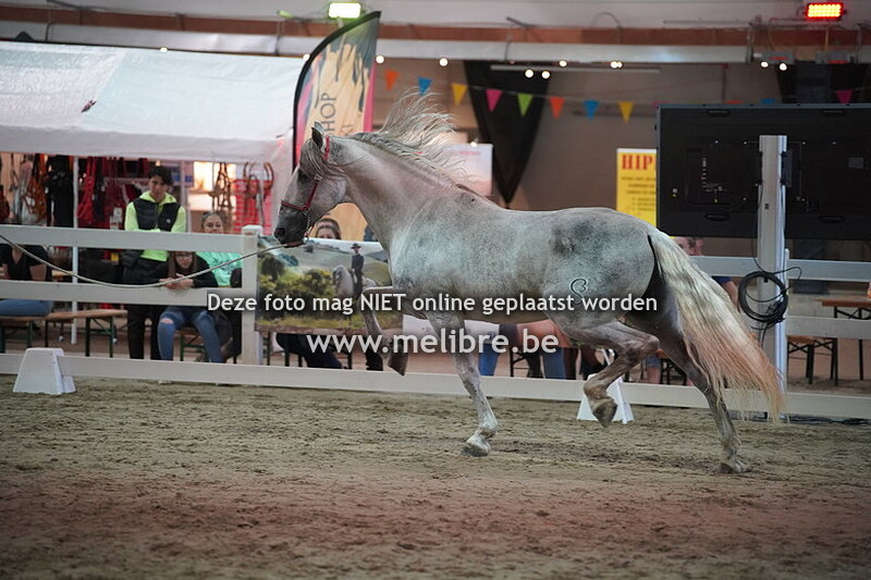 Seccion 12 - Sementales de 7 anos