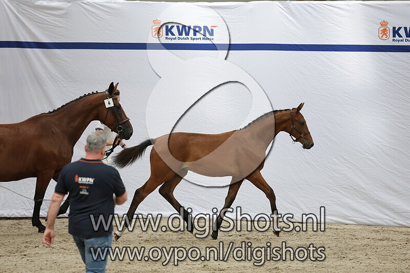 Vi Star SK 5 v. Tangelo van de Zuuthoeve