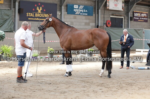 41 Onith (Iconic x Zenith v. Solitair)