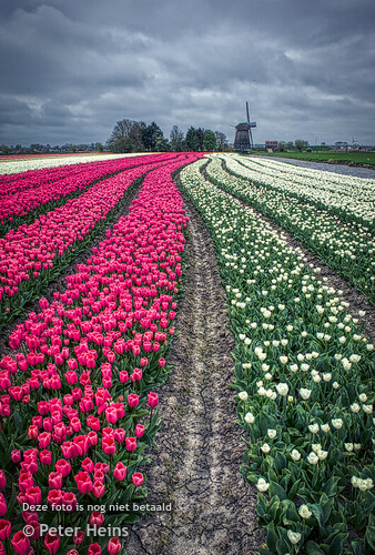 TULPENRONDJE_BERKMEER_NIEUWENIEDORP_11APRIL2024