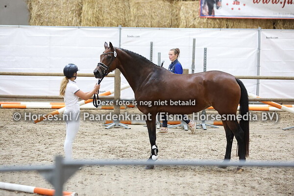 55 Radinda Altena (Kaiman x La Nadinda Altena v. Hennessy)