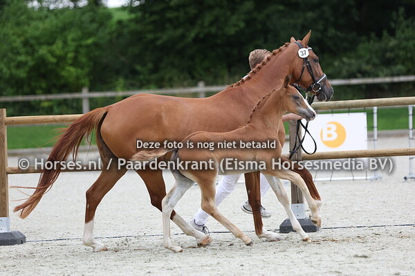 37 Vranklee Laferi (Frankie Lee x Laferdinsodie v. Ferdinand)