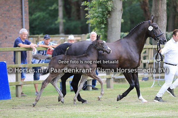 27 Ocean Kingfarm Horses v Ibsen