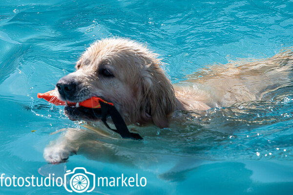 Doggyplons Zwembad de Vijf Heuvels Markelo