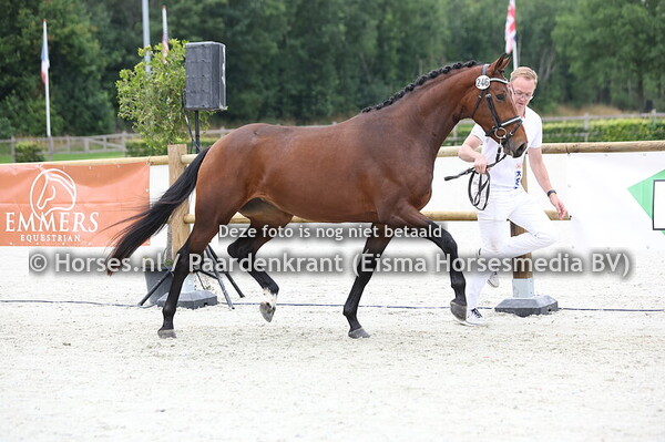 246 Seliana VOD (So Perfect x Heliana VOD v. Davino VOD)