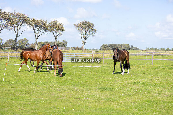 M Ponies & L Paarden