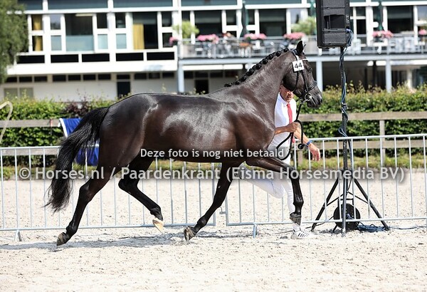 44 Layla Electra (Governor x Elektra vd Kwaplas v. Sandro Hit) (3)