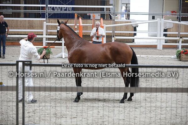 288 Metallica VDB (Gladstone HDH x Ulevastrona v. Opan)