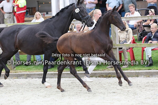 75 Valencia de Orienta SK (Blue Hors Zackery x Ebbeny_
