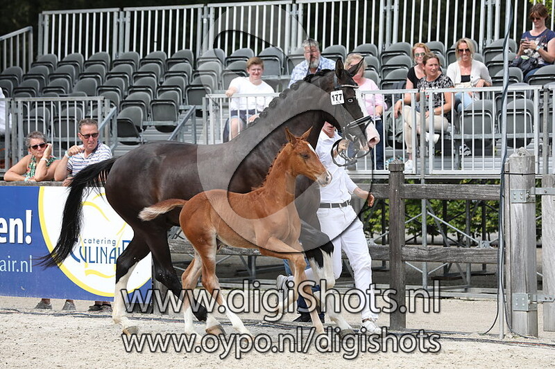 177 Rolex v. Mexpression