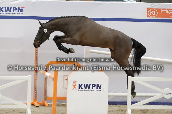 132 Ringo Star (O'Neill van't Eigenlo x Elijanta v. Numero Uno)