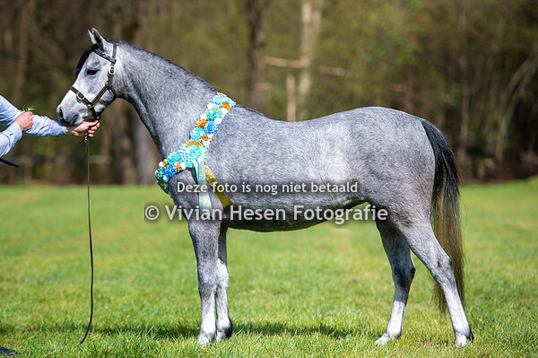 Spring Show Welsh Belgium