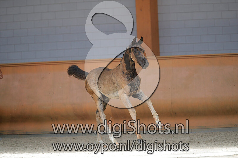 Omila Reina v. For Romance