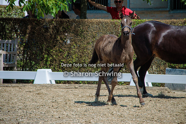 Veulens BRP grote maat mannelijk