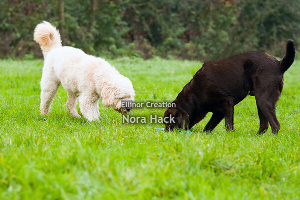 Zondag 20 oktober 2019