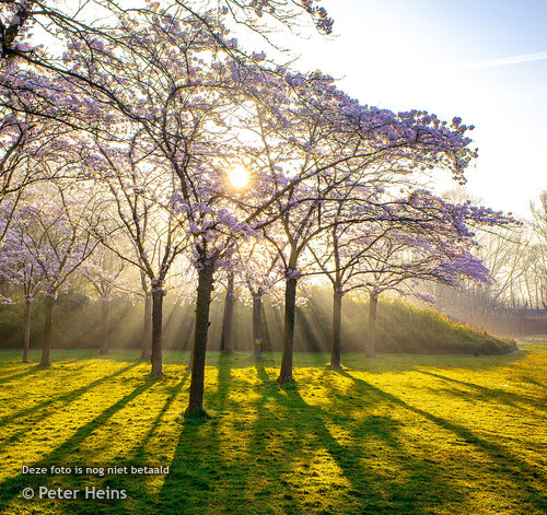 BLOESEMPARK-MIST-ZONSOPKOMST-27MRT2025