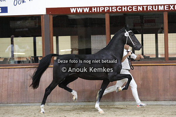 Rose ( Kane BFT x Ahoy )