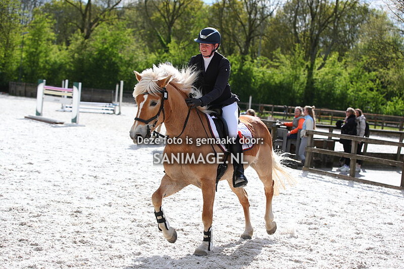 PV Midland DAH Haflingers 21-04-2024 Springen