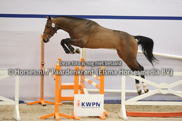 24 (Chacco Blue x Dollar du Murier)