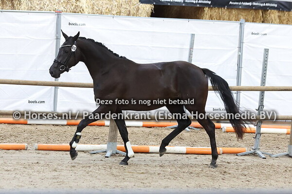 65 Stella Atois (Blue Hors Monte Carlo x Noblesse v. Ferdinand)