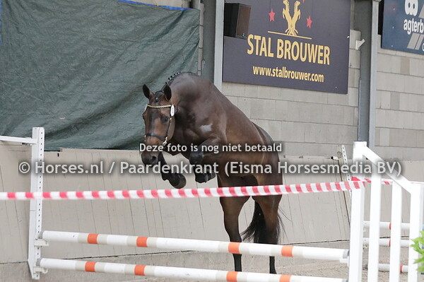 13 Perleine (O'Neil van't Eigenlo x Anneleine v. UB 40)