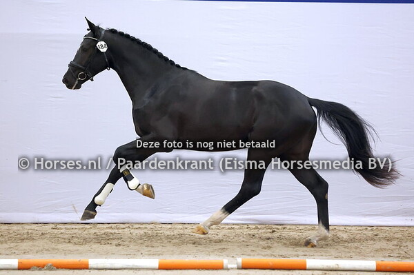 484 (Omar Sharif x Governor)