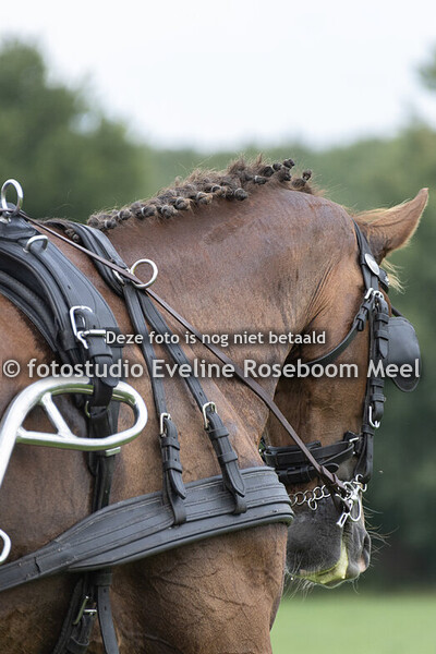 Wierden SGMW - 8-8-2025 - dressuur