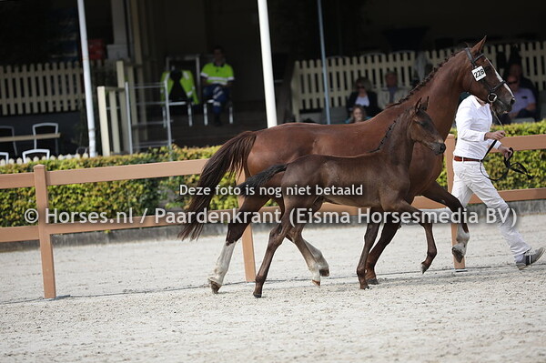 228 Odin (Kardieno x Vodina v. Elegant)