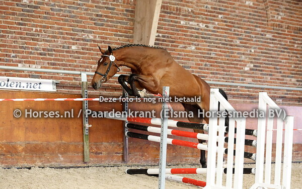 19-6-24 stamboekkeuring Haaksbergen