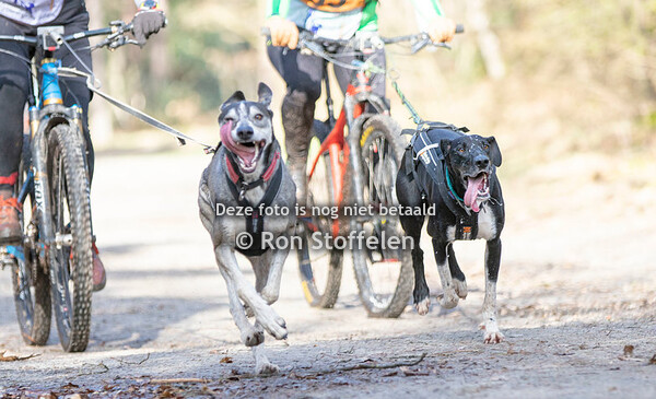 Zaterdag 26 februari 2022 - Bikejoring (Norg)