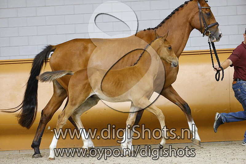 Collin S Z v. Chat Botte du Ruisseau