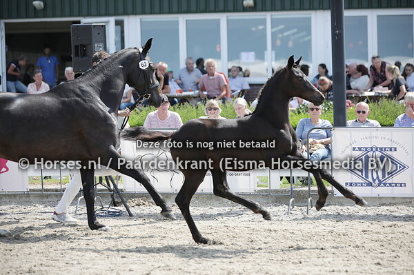 62 She's Like a Diamond (Florida TN x New Generation v. Franklin)