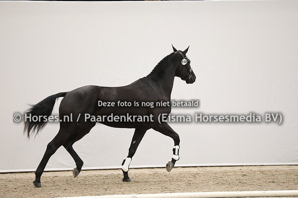 518 Just Wimphof x Gribaldi