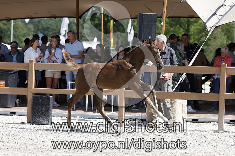 Trouble JL v. Carrera VDL